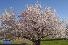 شکوفه ها در نیاسر