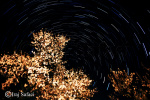 تصویربرداری از رد نور ستارگان پیرا-قطبی و شکوفه‌های زودهنگام بهاری توسط ایرج صفایی