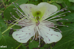 Fleur locale à Niasar